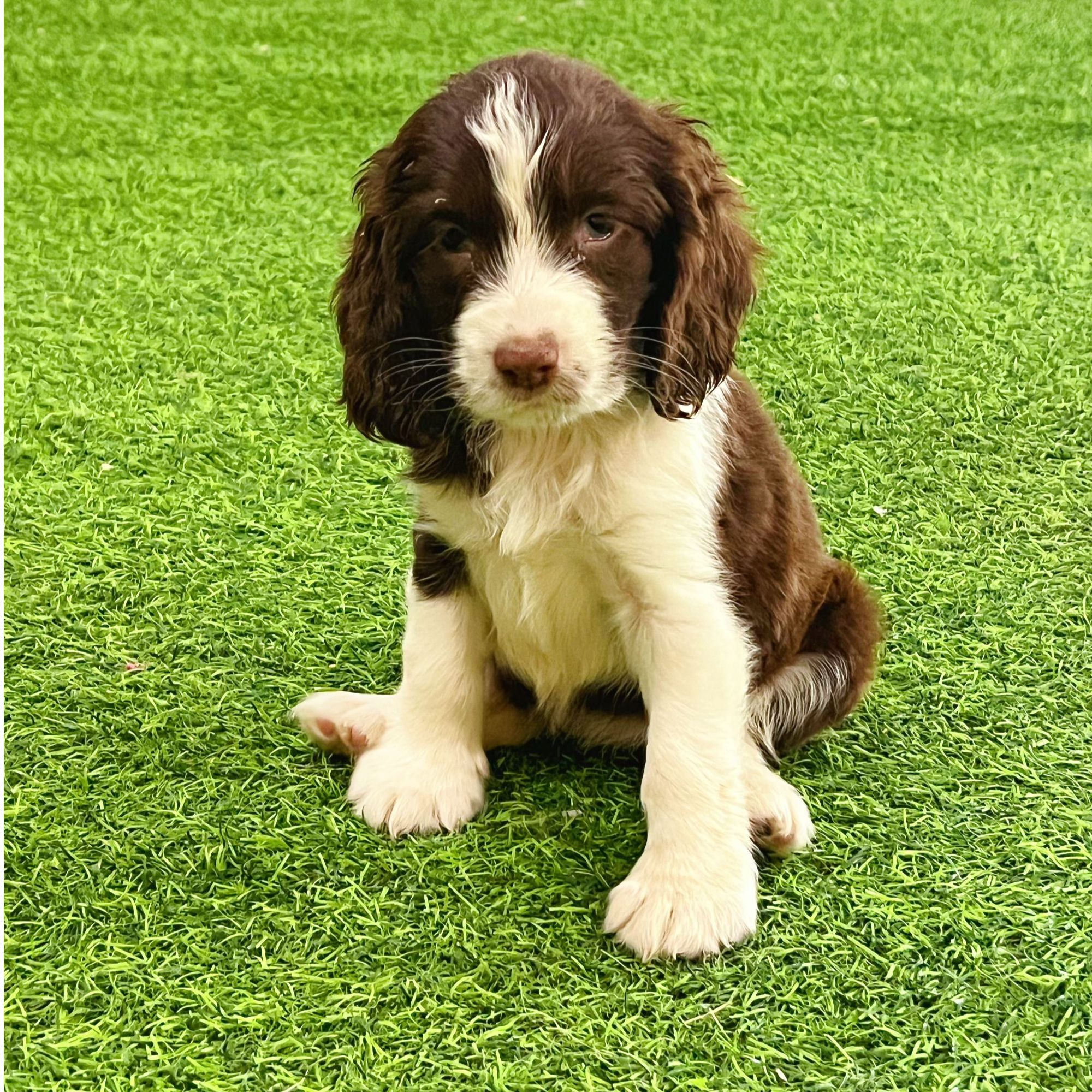 楠哥养犬日记史宾格高级宠物伴侣犬宠物看家护院陪伴