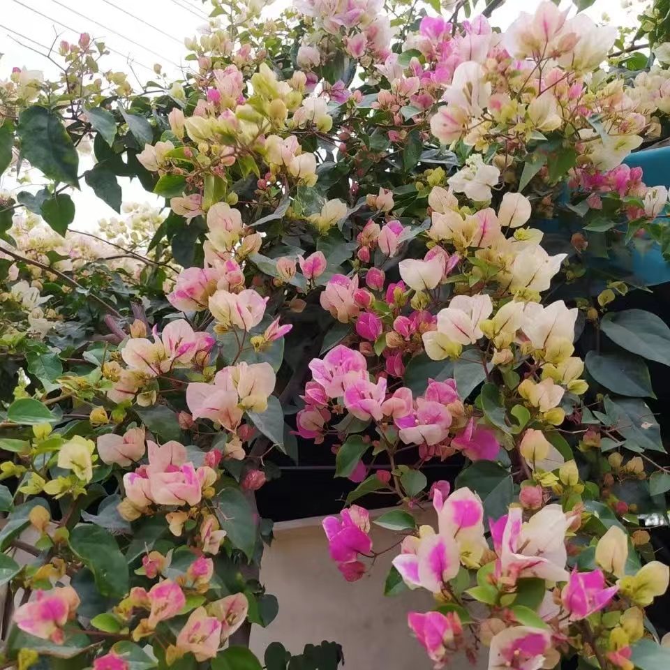 娇娇家 三角梅 老桩一物一拍链接