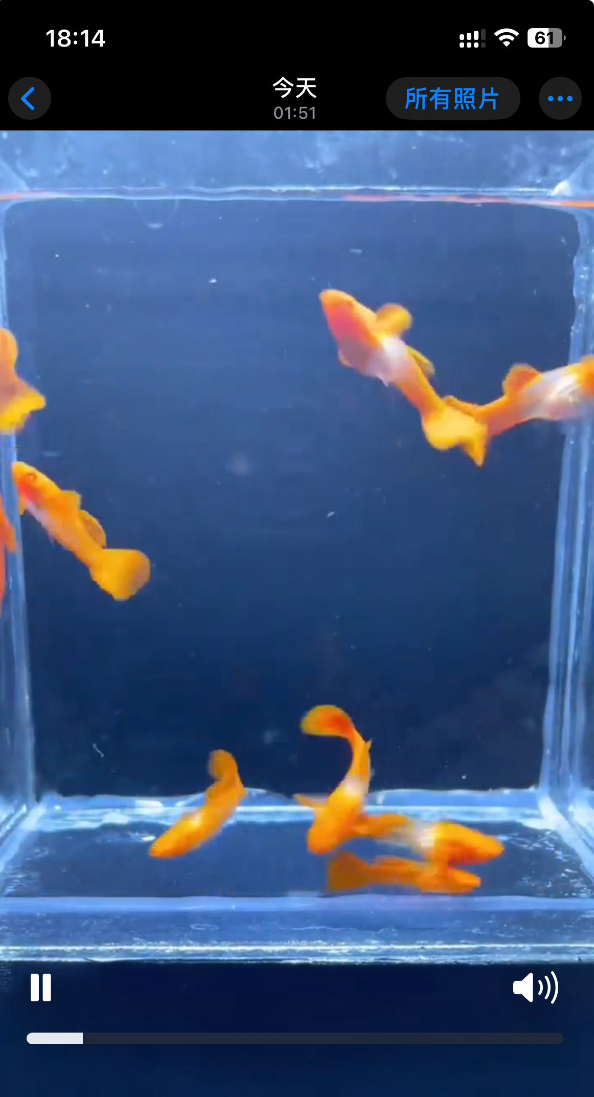 鸿运当头双分水热带小型淡水孔雀鱼好养耐活观赏鱼