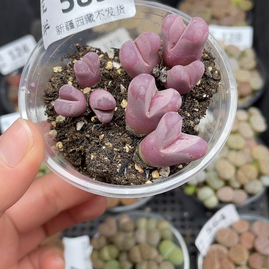 589000000花花花花花花花花花