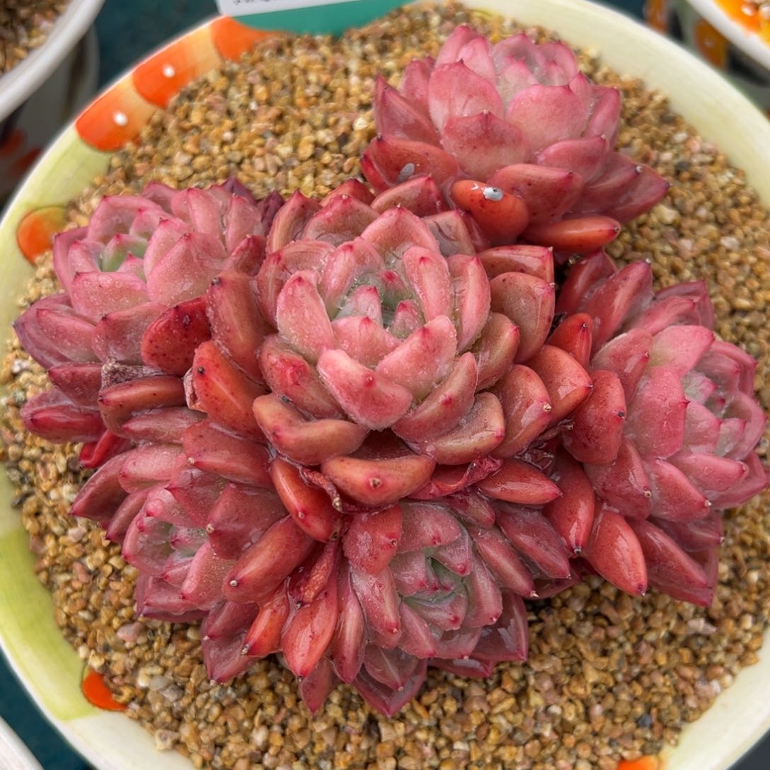 从前慢多肉精选编号0308.79