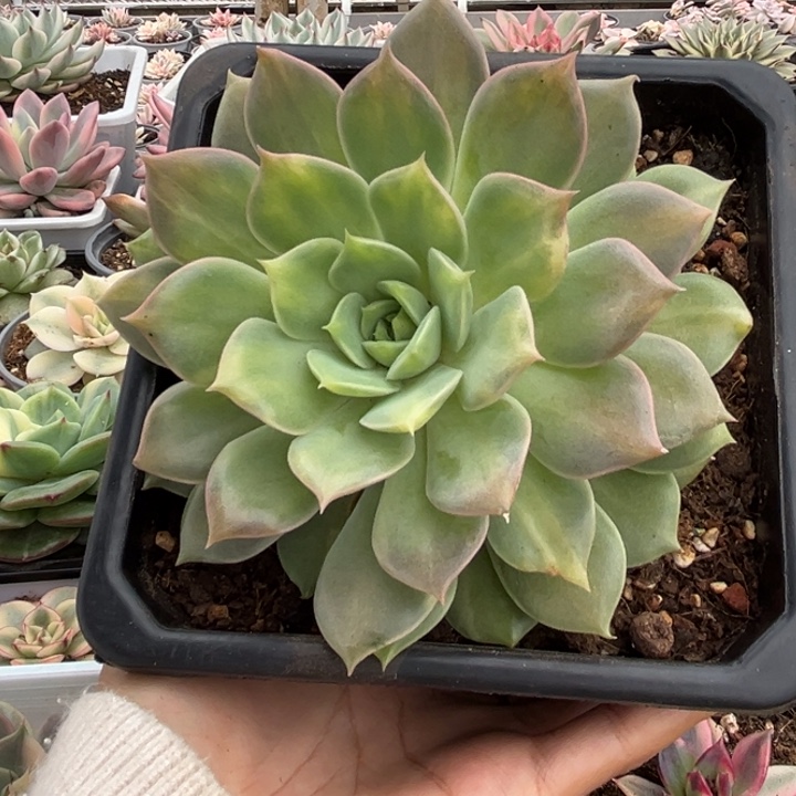 艾莉卡中斑锦 多肉植物