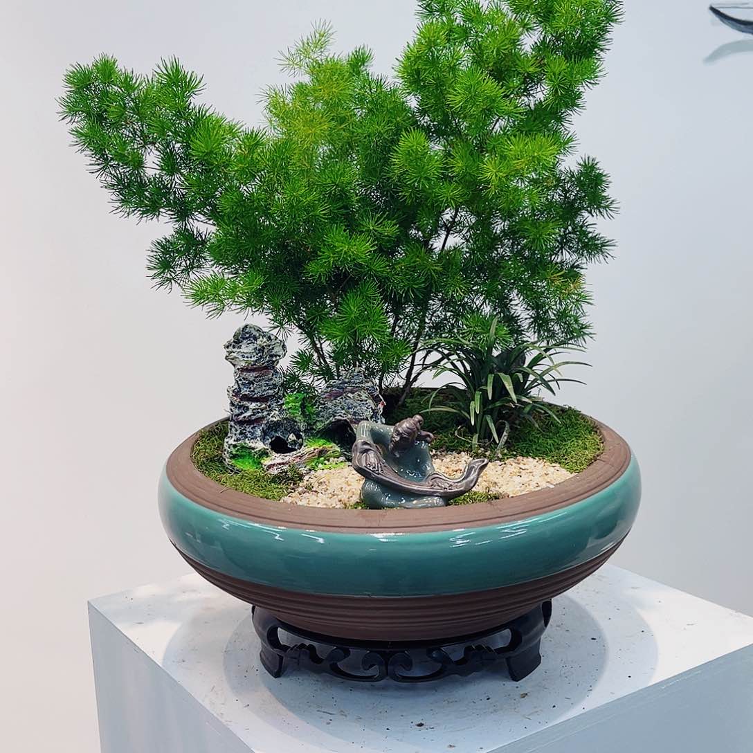 高端绿植一物一拍