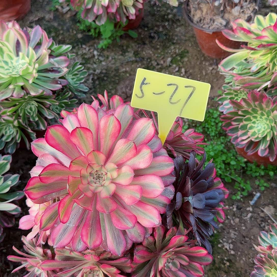 5-27--+多头多肉植物