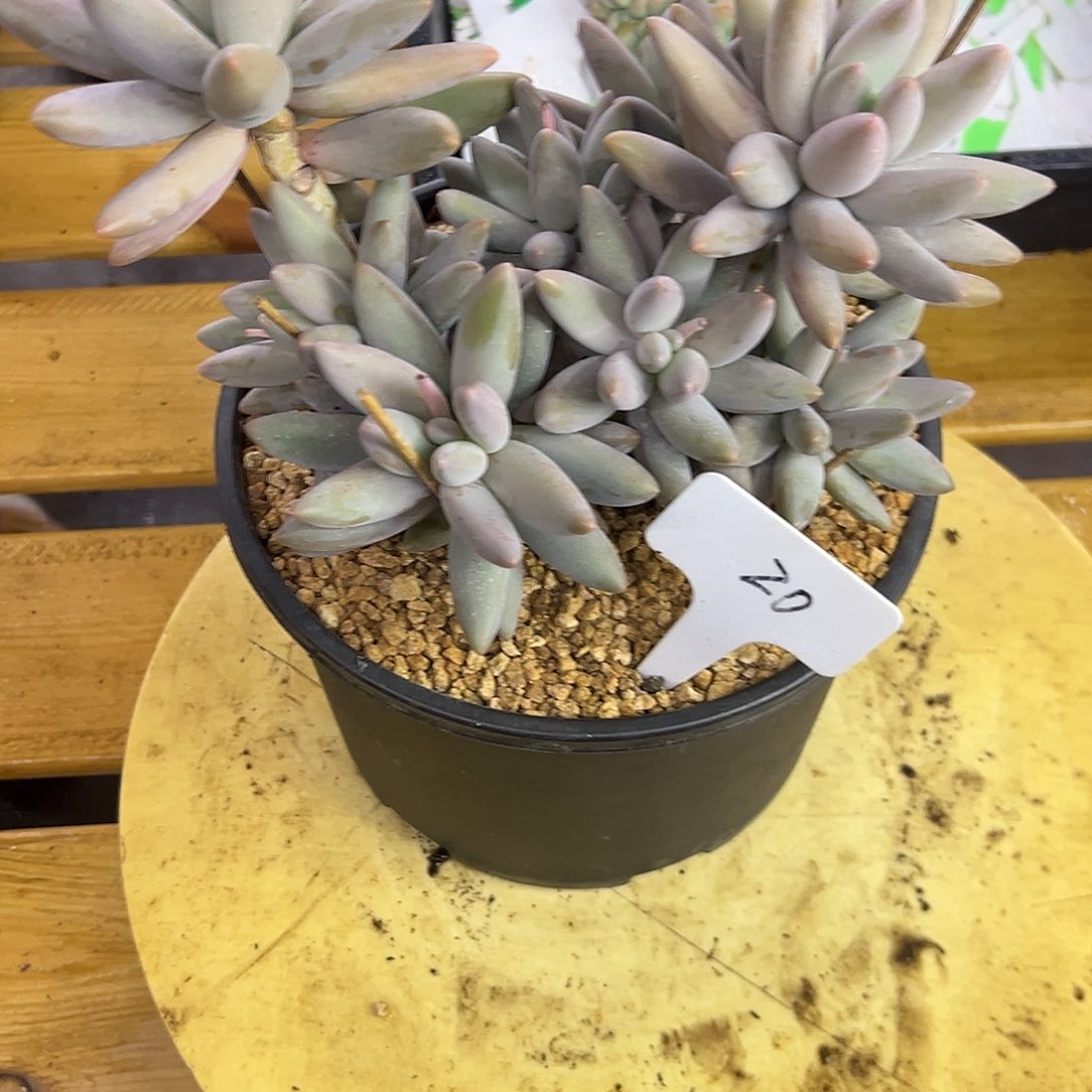 20白兰地模特。   多肉。 