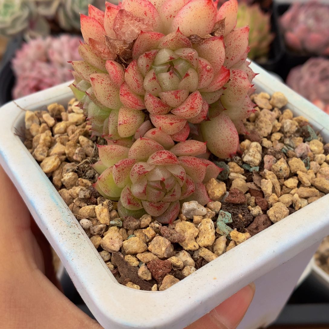 精控麦秆群一物一拍