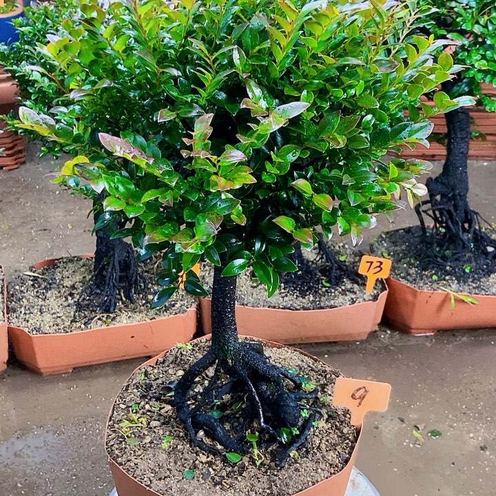 无花朵小叶紫檀景