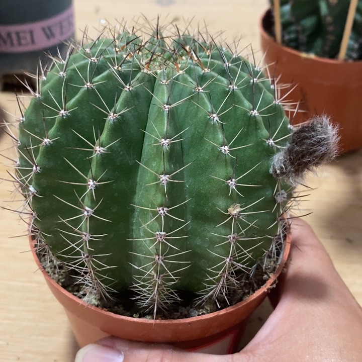 M****a彩草仙人球系列