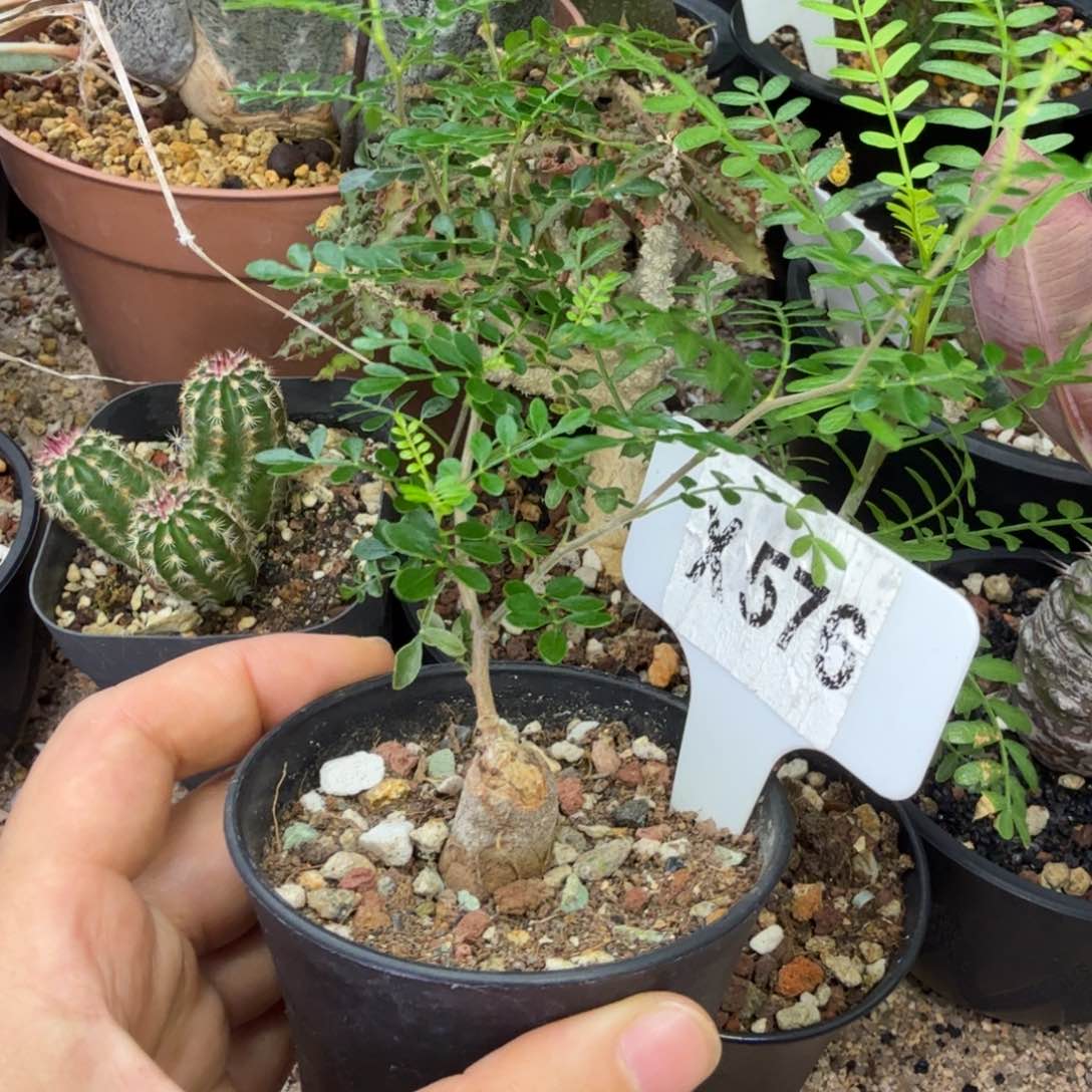 乔***峰福利象足漆一颗带盆发