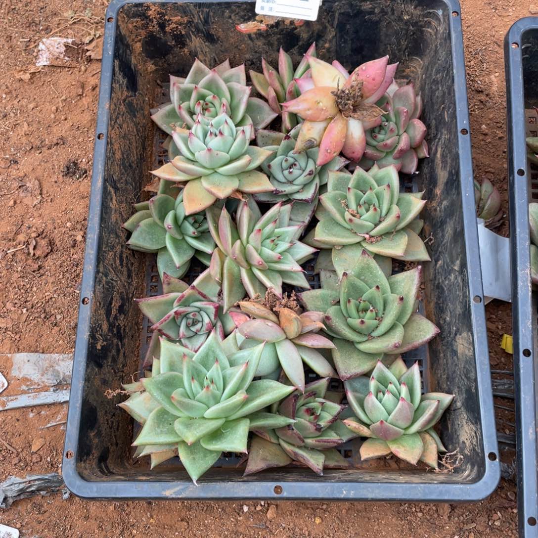 无花朵若如东云单拍D532