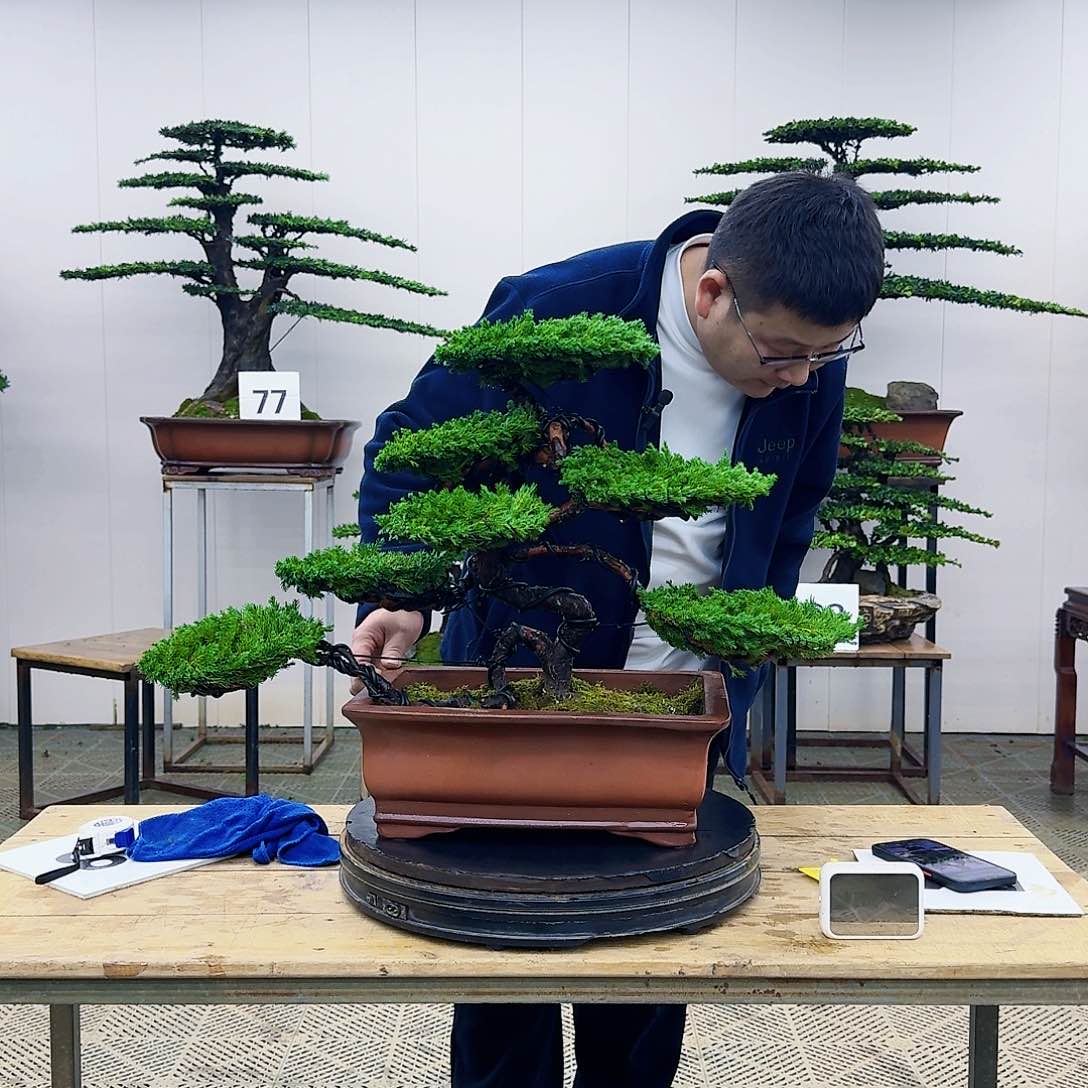 盆景柏树造型盆景