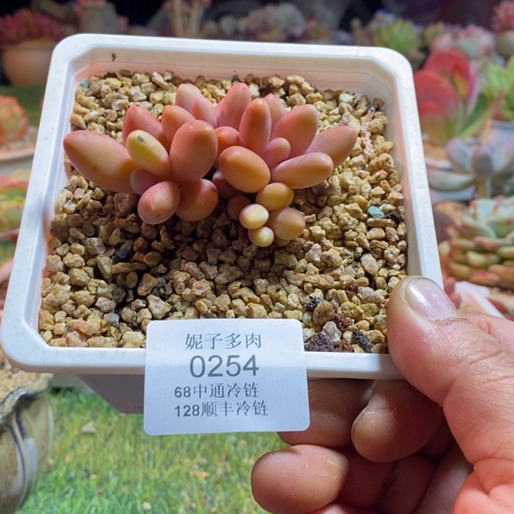 S***A0254啊啊啊啊啊啊啊啊啊啊