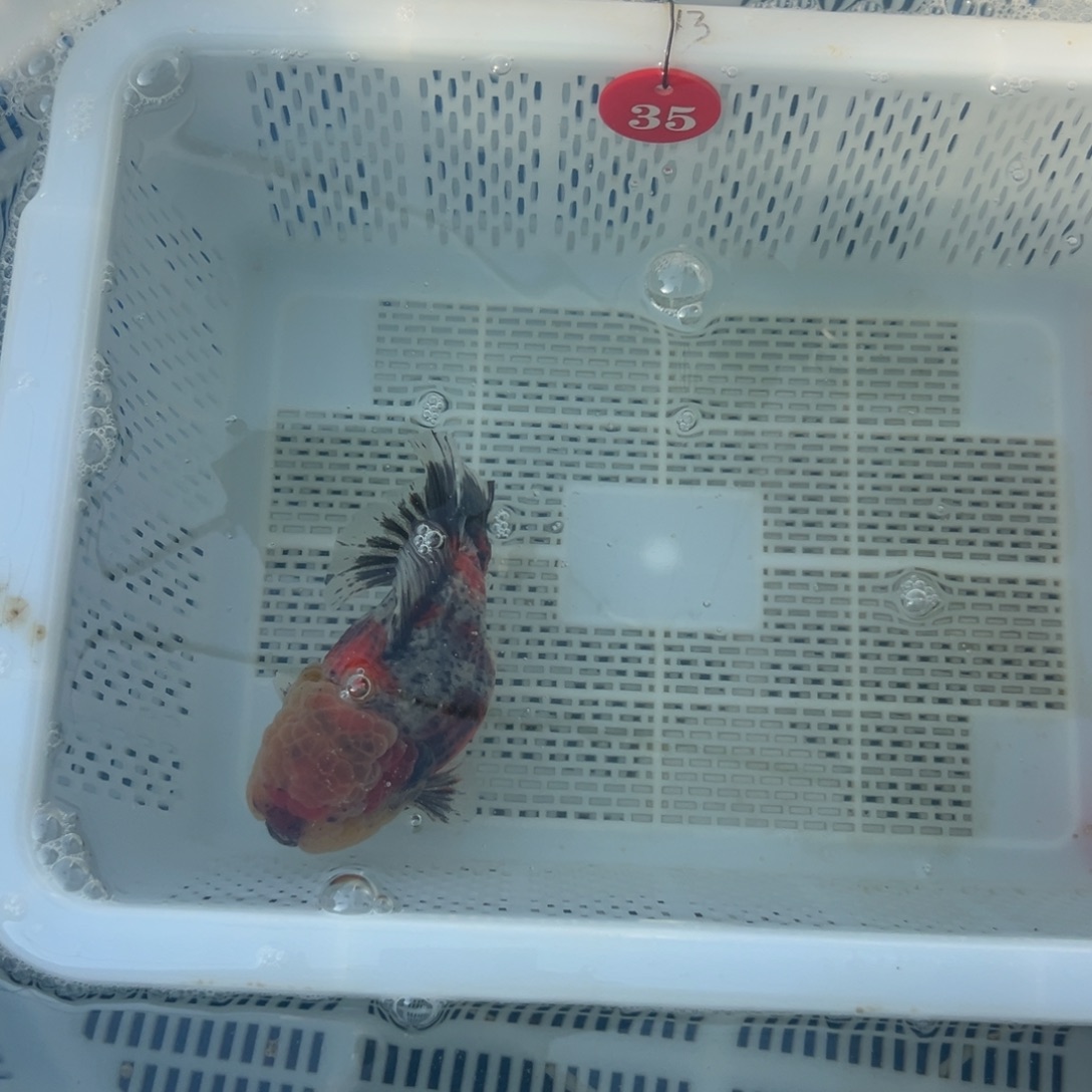 客***得海水鱼你好意思的不给