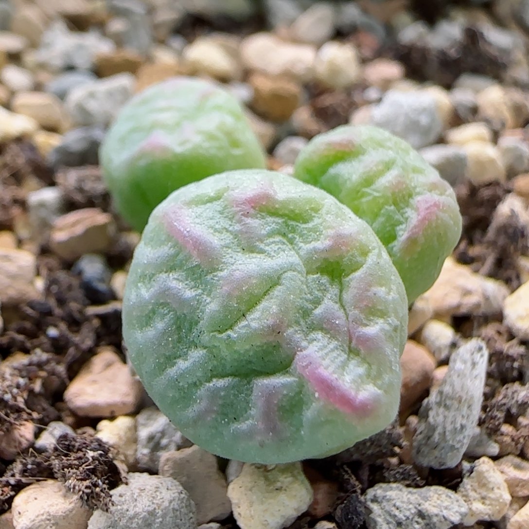 2-21-10-3-1当天满58包邮小型送奶工杂交多肉脱土