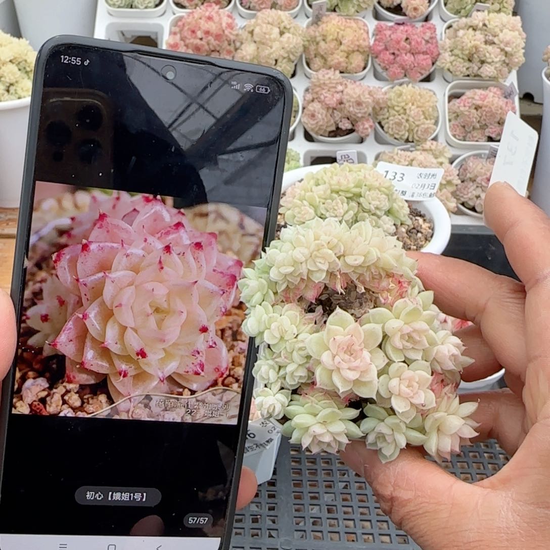 派*星【闪购商品】0203-137（初心