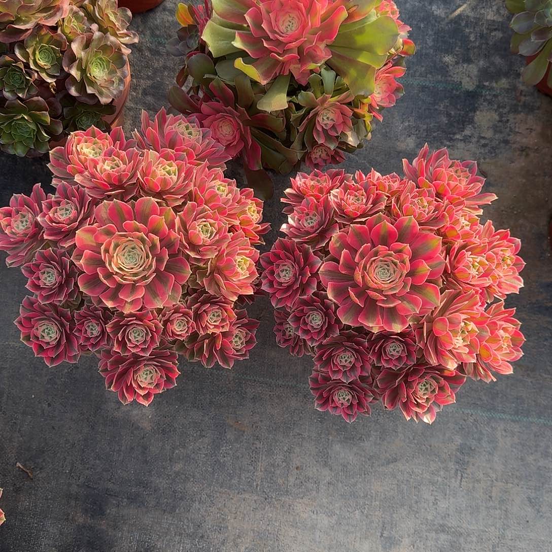 爱***艺女妖两个多肉法师99999