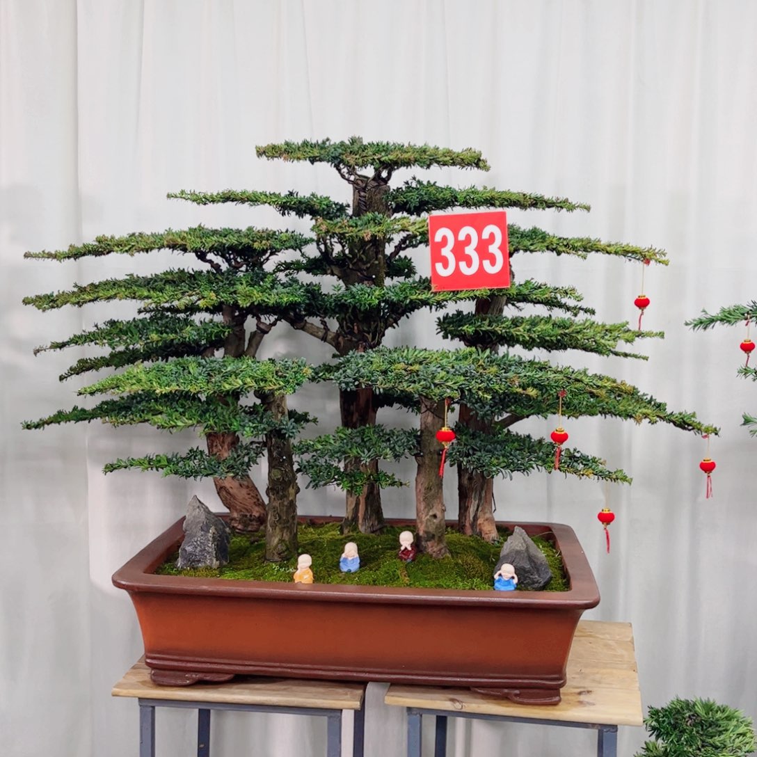 罗汉松造型盆景作品