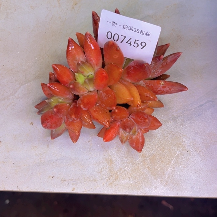 多肉一物一拍7459