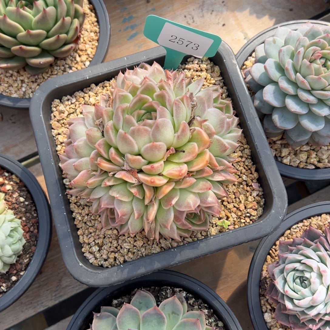 美**忆2573肉多哦度哟哟肉多哦