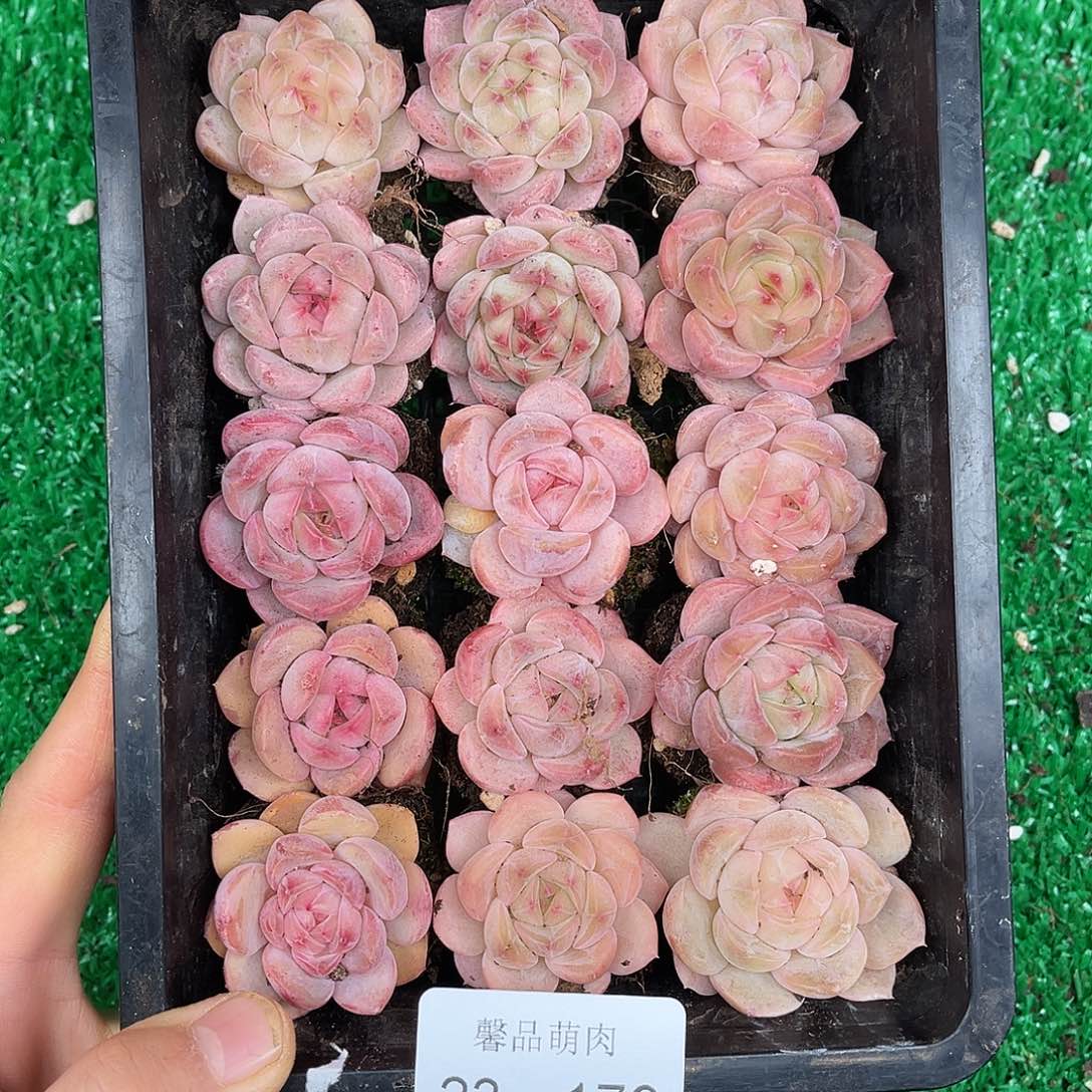 多肉一物一拍不带黑框23-79