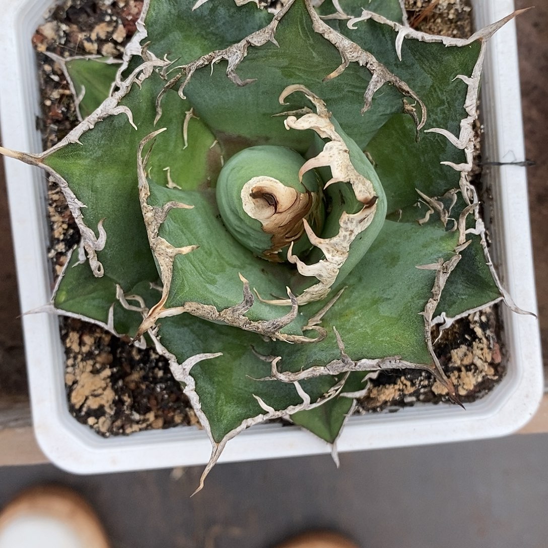 曼陀罗龙舌兰撒煞1