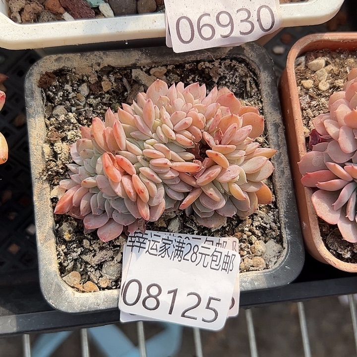 幸运的人会有好运的时候