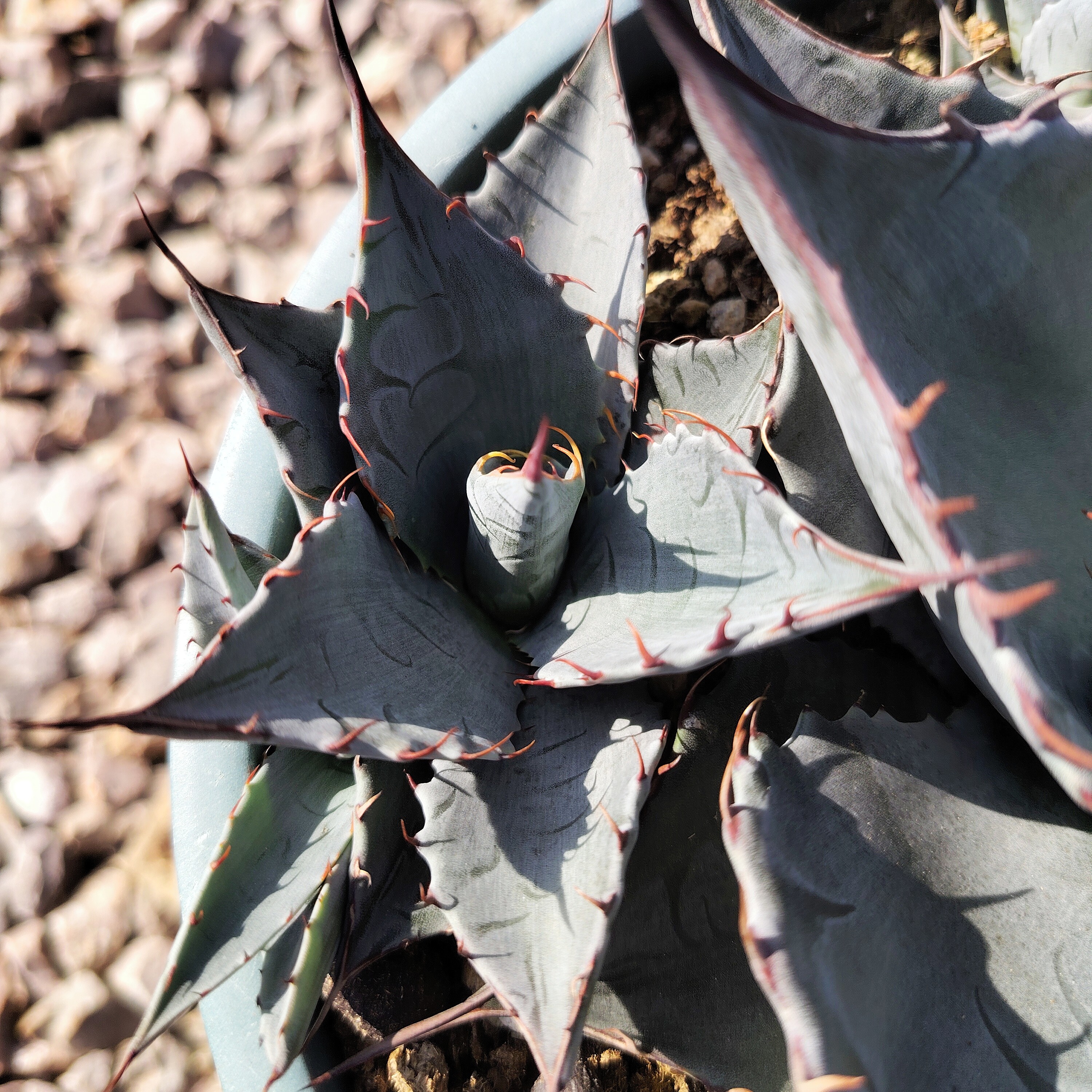赖光优选侧芽耐寒耐旱11cm 沙生植物多肉植物