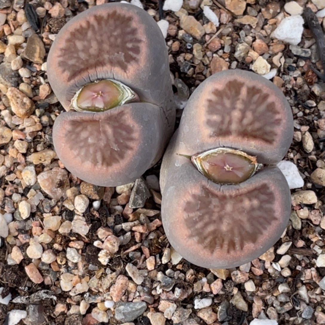 非偏远满20包邮657