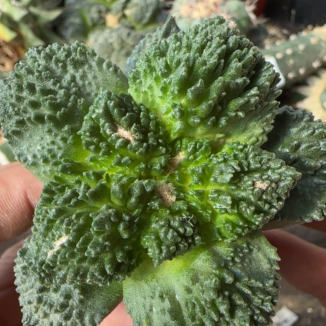 【闪购商品】炸尤菜花702