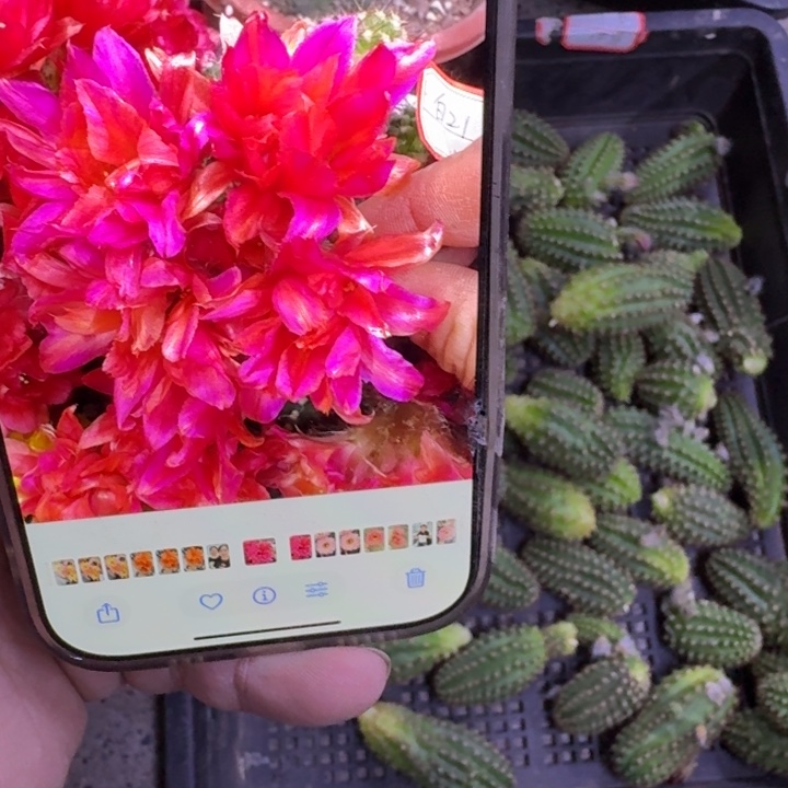 254白檀紫牡丹歪无根侧牙小一个，20包邮