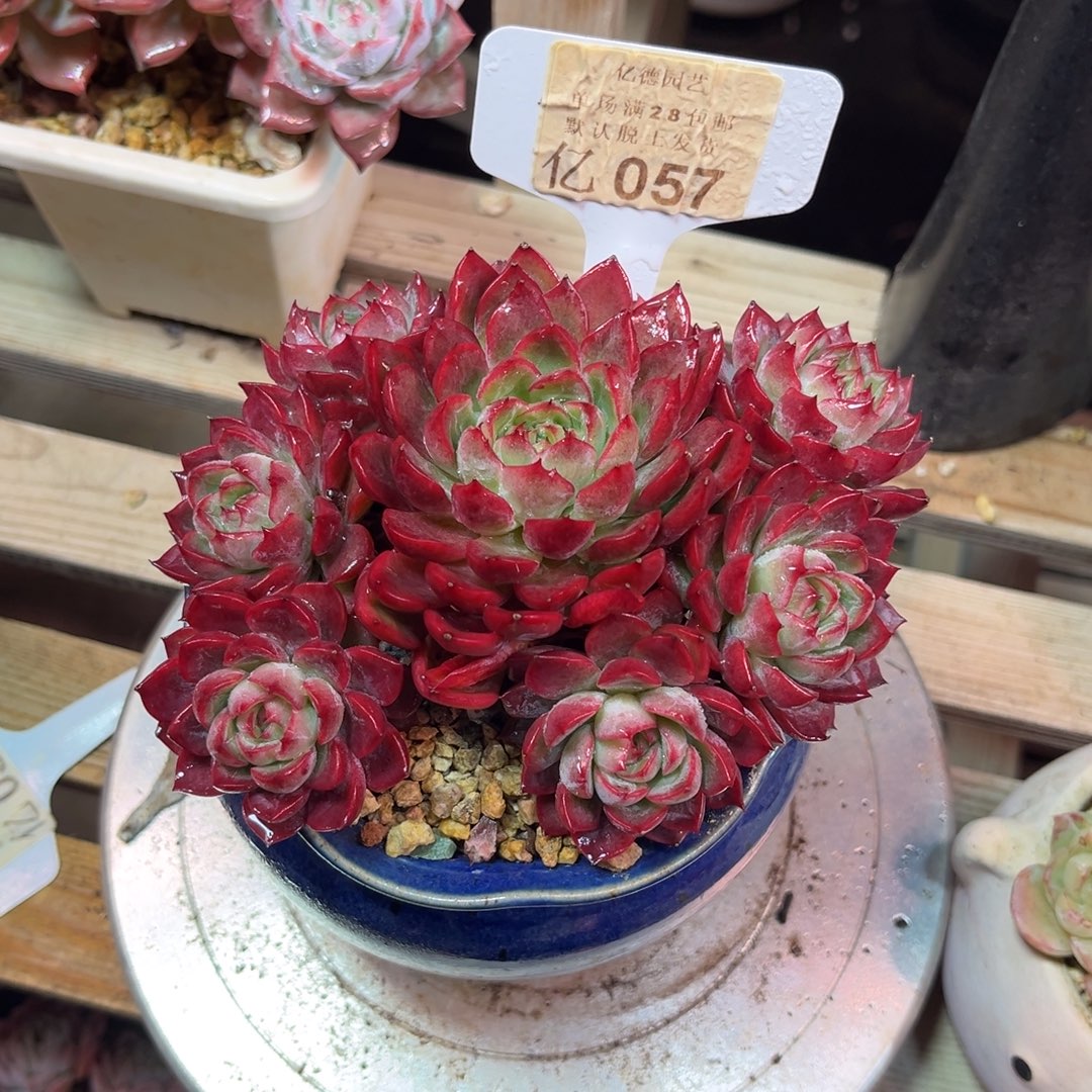 林***默绿龙dingwanhenvnvnvnvlvnn