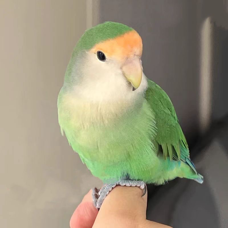 鹦鹉牡丹直播挑选