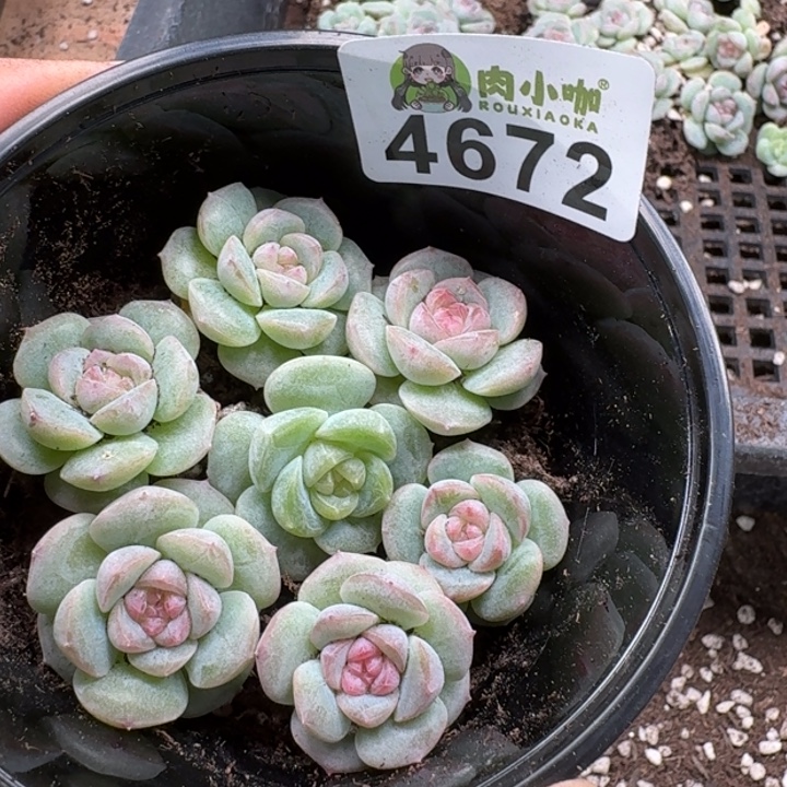 完全开放多肉植物多肉植物