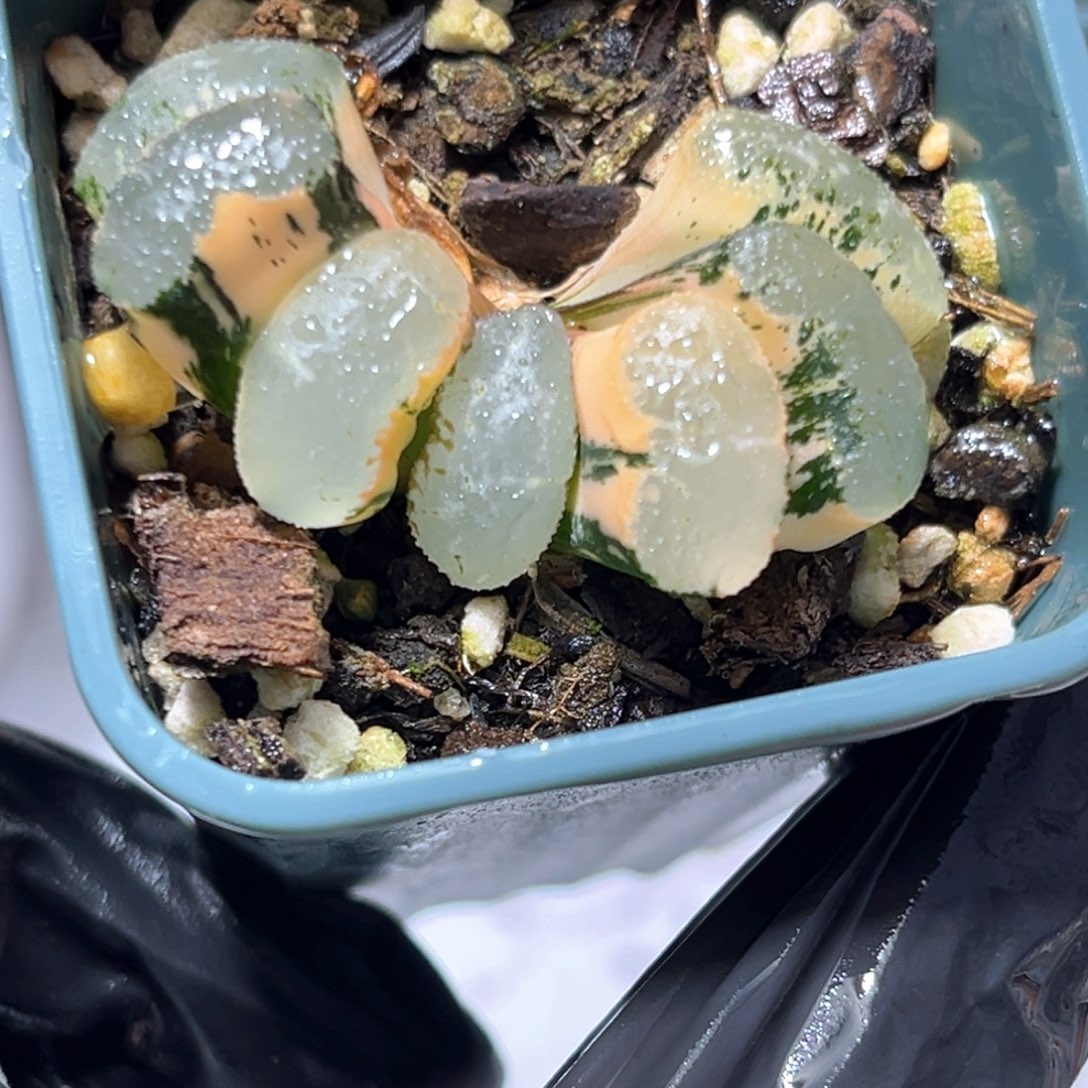 恭喜发财大吉大利0021