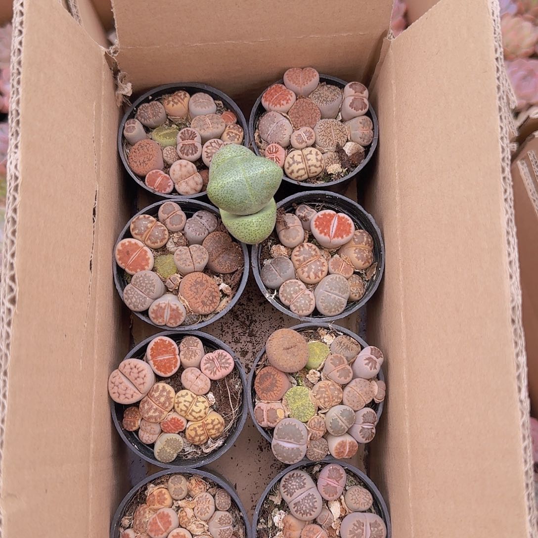 屁屁生石花喜欢的拍