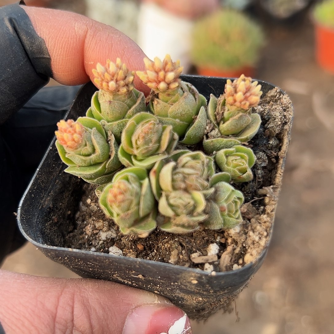 多肉植物玉春开花