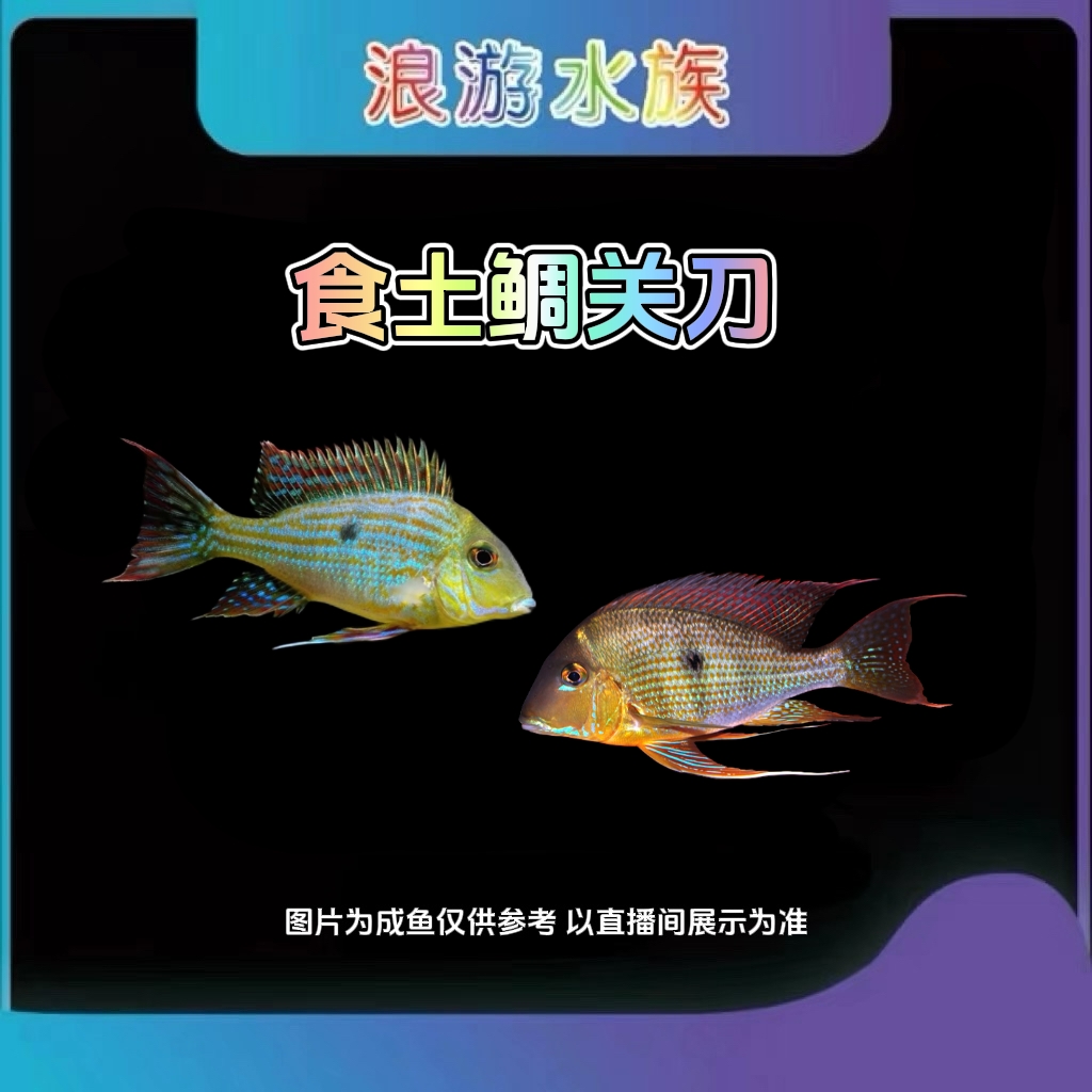 南美鱼食土鲷 血衣关刀 马面 黄纹 孔雀翎 尼姆宾金头 戴马廷 