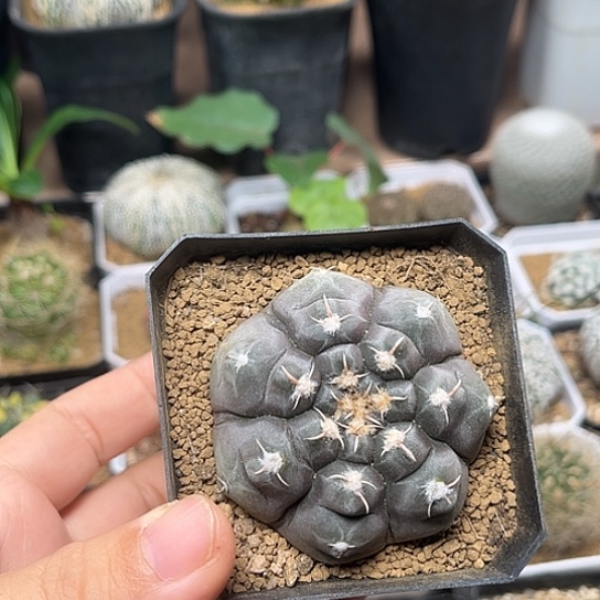 无花朵龟甲铅皮实生球5.5cm