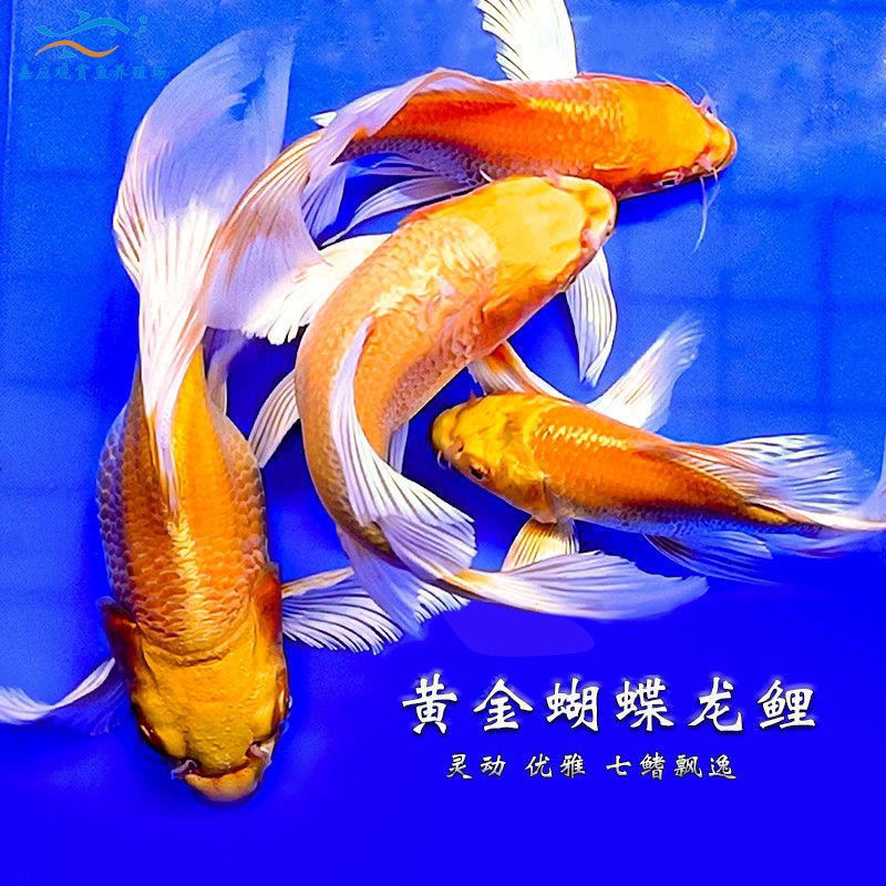 精品短球橘黄蝴蝶鲤大尾大鳍好养耐活淡水增氧鱼
