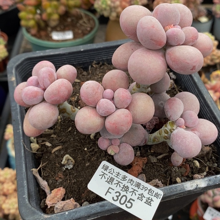 芭比奶洛11cm305多肉植物