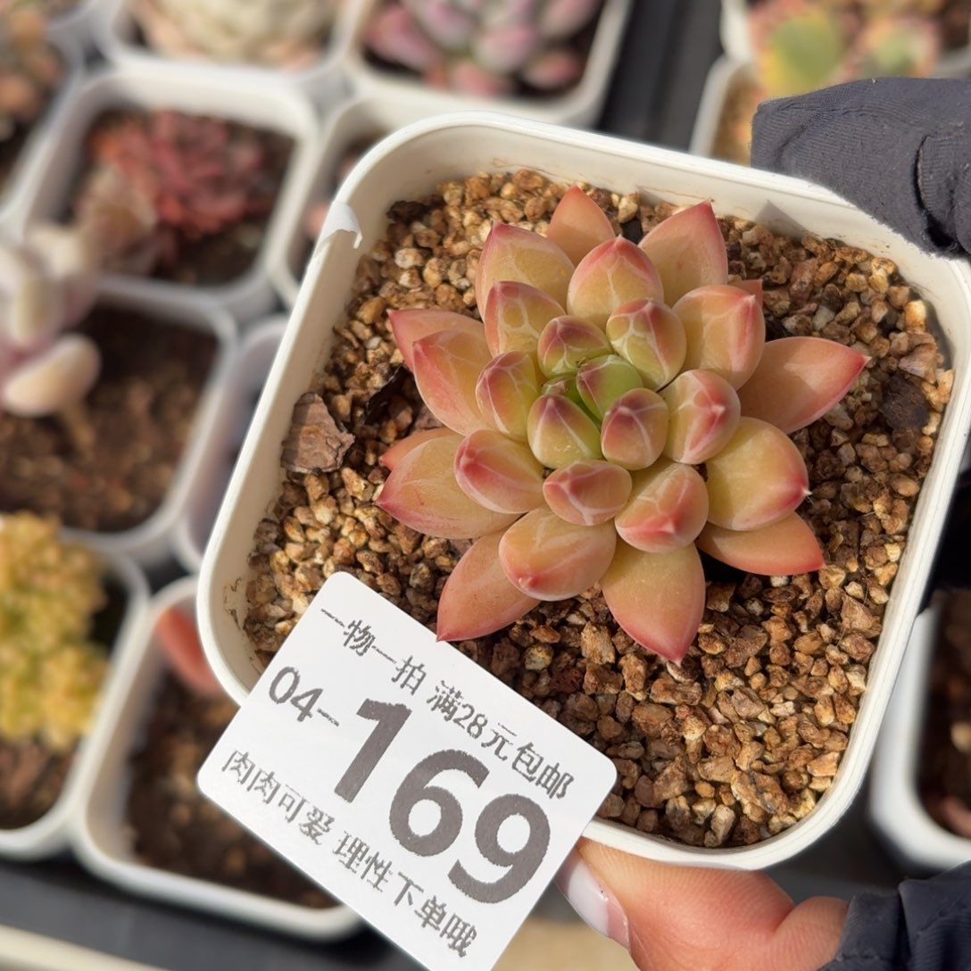 胖体青花瓷无盆土发货