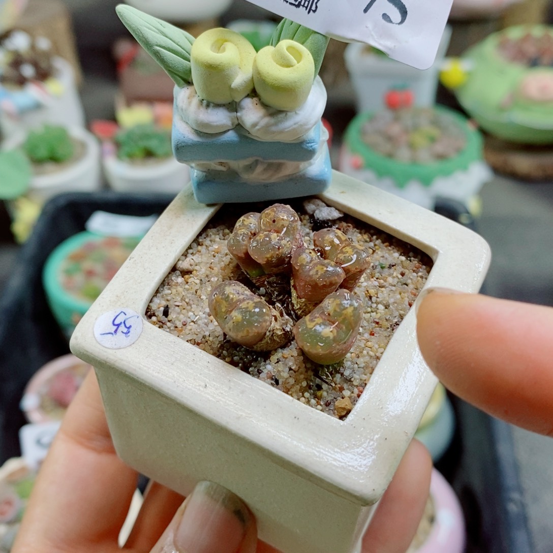 生石花花花花花花花花75
