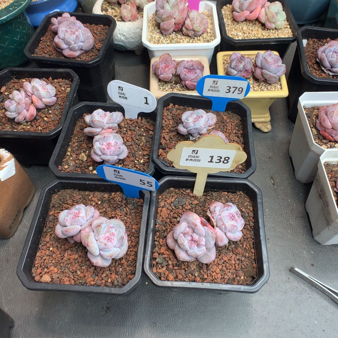 a***姐57-379-55-138星影四个