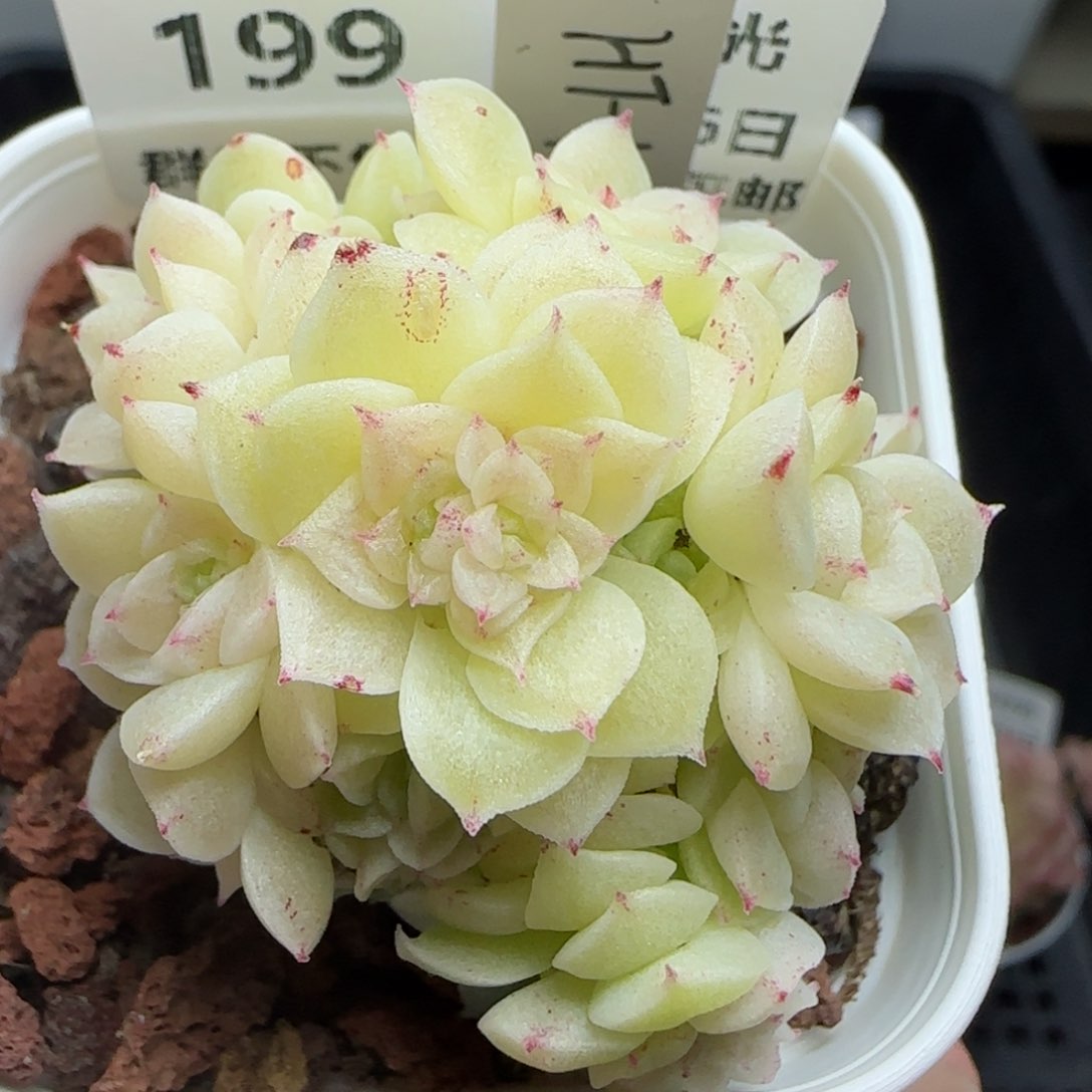 南*0206-199（HT-1）麦秆