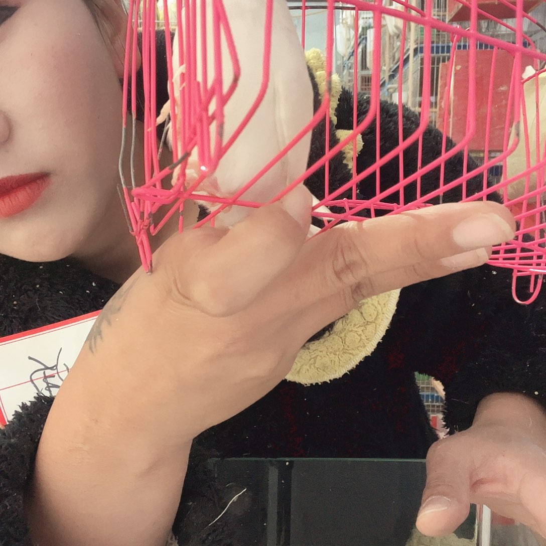 虎皮鹦鹉我的小姐姐