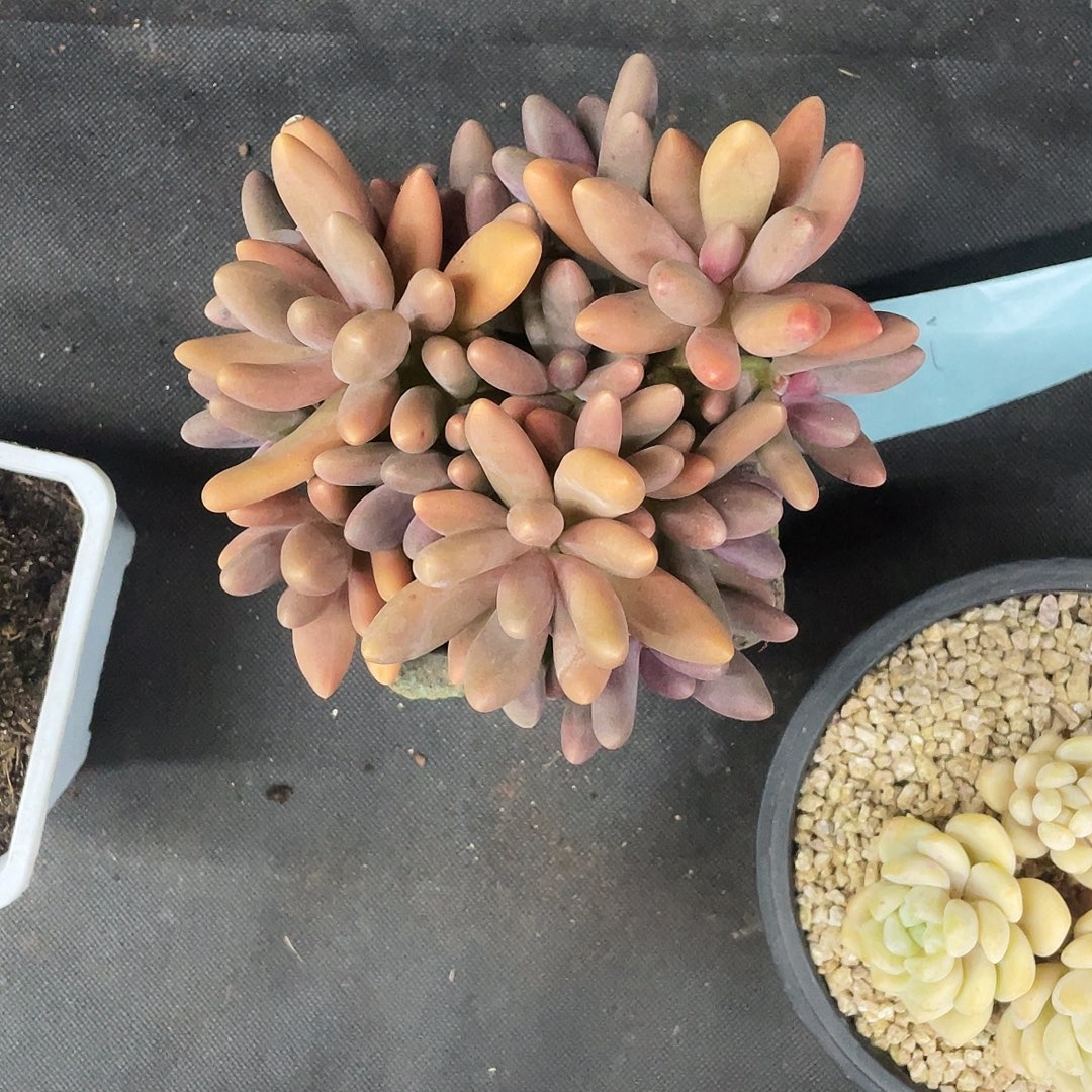 紫***嫣紫姐多肉链接的时候