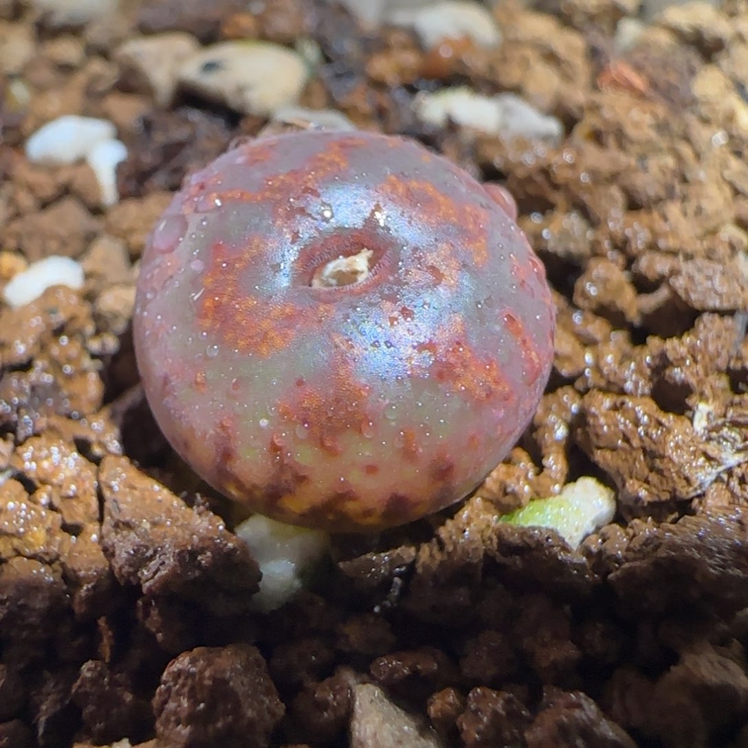 肉锥多肉植物组合-ap正红色酒红勋章804