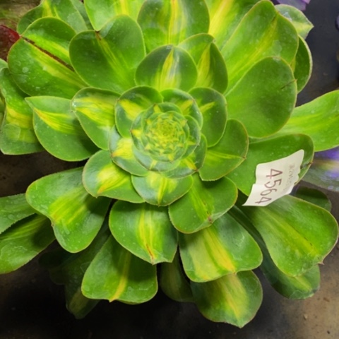 暴君多肉植物4564