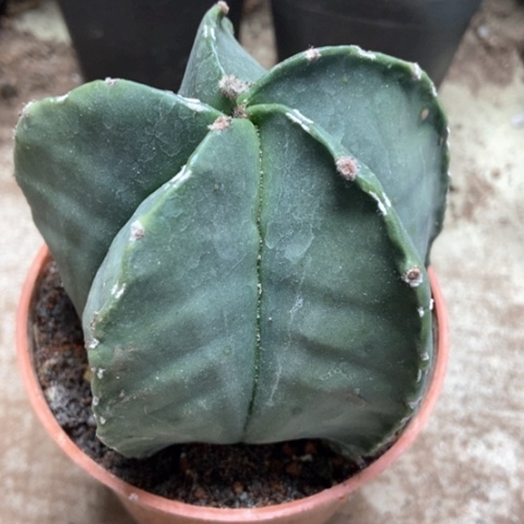 五角仙人球5米仙人球