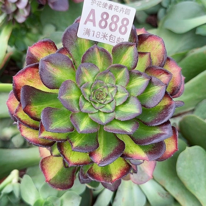 多肉法师淘宝福利